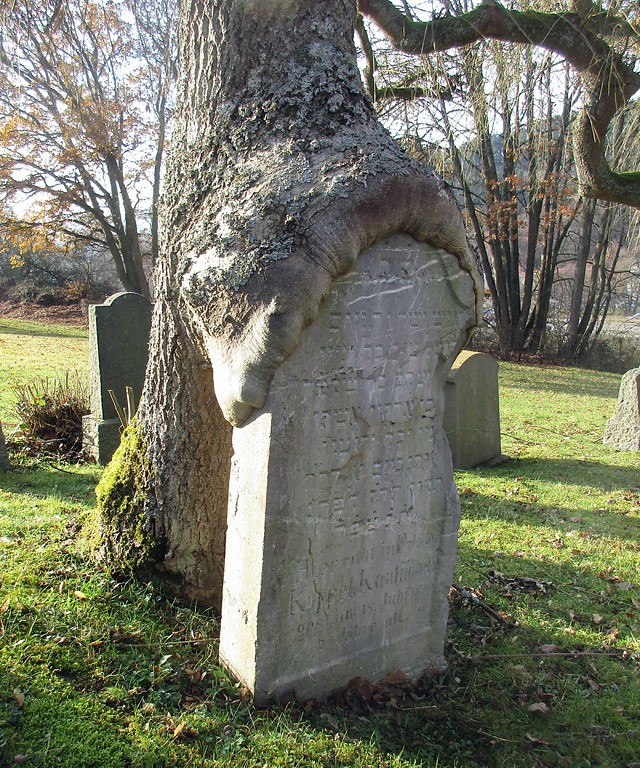 Von einem Baum überwachsener Grabstein von Kappel Kaufmann (gest. 1890) auf dem jüdischen Friedhof am Zengelsberg in Blumenthal (2016).