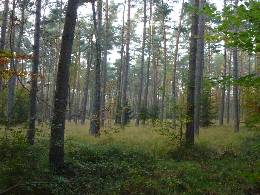 Etwa 90-jähriger Kiefernbestand im Dämmerwald (2012)