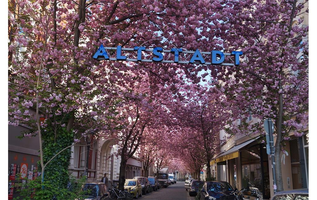 Die Breite Straße in der Bonner Nordstadt wird im Frühjahr von der Blütenpracht japanischer Zierkirschen erfüllt. Im April 2015 bilden die Blüten ein fast geschlossenes Dach über dem Straßenraum. Das Bild zeigt den Straßenraum mit parkenden Autos.