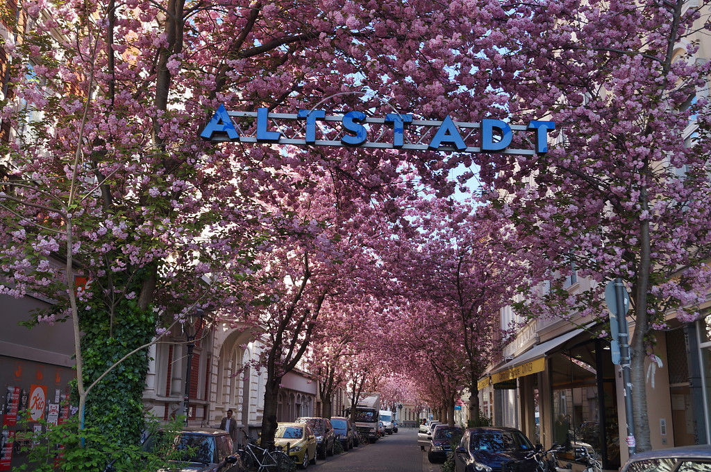 Die Breite Straße in der Bonner Nordstadt wird im Frühjahr von der Blütenpracht japanischer Zierkirschen erfüllt. Im April 2015 bilden die Blüten ein fast geschlossenes Dach über dem Straßenraum. Das Bild zeigt den Straßenraum mit parkenden Autos.
