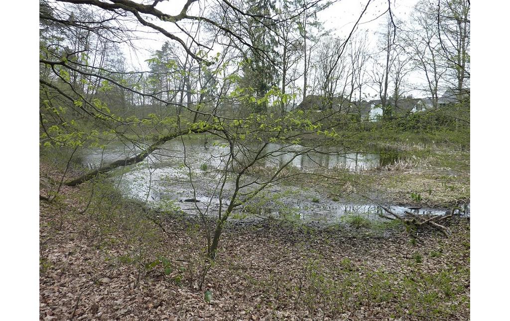 Teichlandschaft Lohmarer Wald zwischen Lohmar und Siegburg: Der Teich am Giersiefen bei Lohmar (2010).