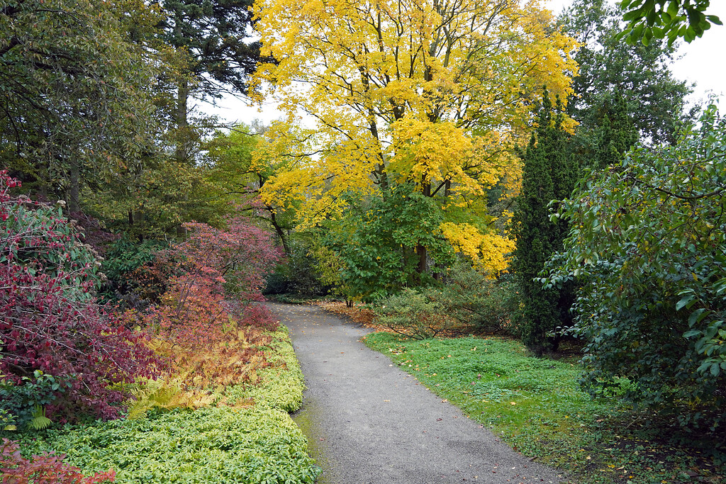 Herbstlicher Weg im Forstbotanischen Garten in Köln-Rodenkirchen (2021).