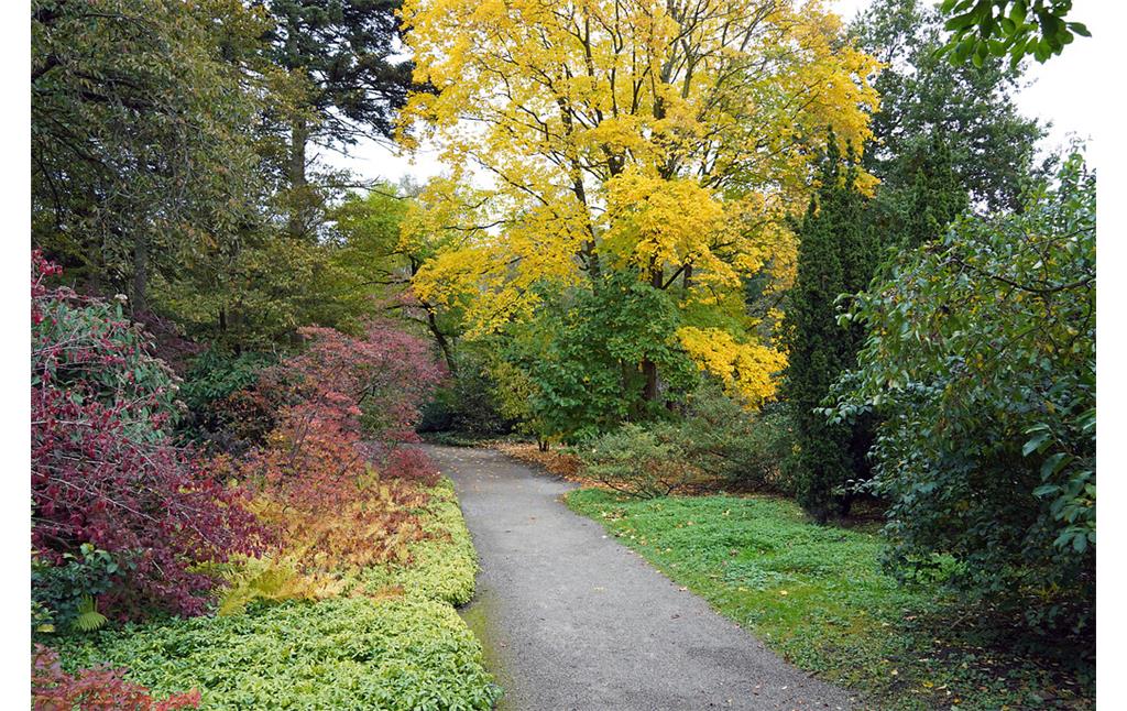 Herbstlicher Weg im Forstbotanischen Garten in Köln-Rodenkirchen (2021).