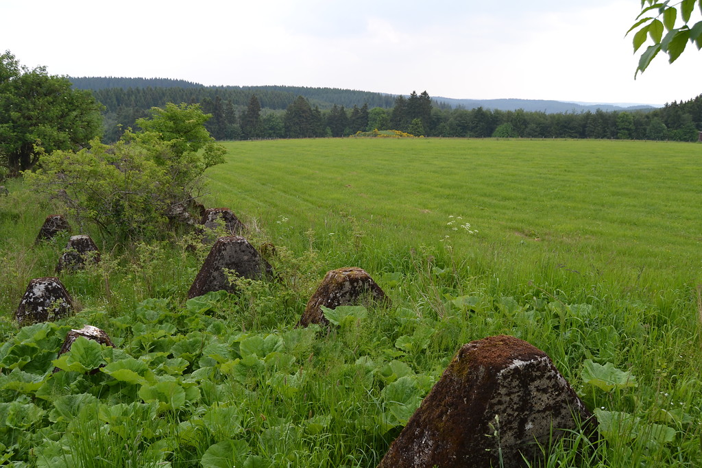 Höckerlinie am Hollerather Knie in Hellenthal, Blick nach Norden. Im Hintergrund vor dem Wald ein mit Erde bedeckter Bunker (2014)