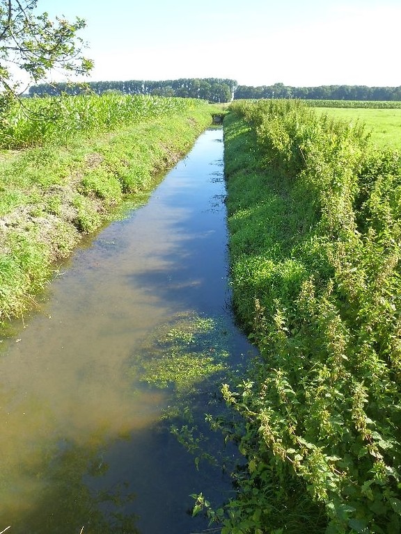 Entwässerungsgraben im Uedemerbruch (2012)