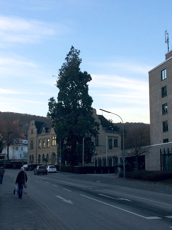 Mammutbaum vor dem Landratsamt in Ahrweiler (2017)