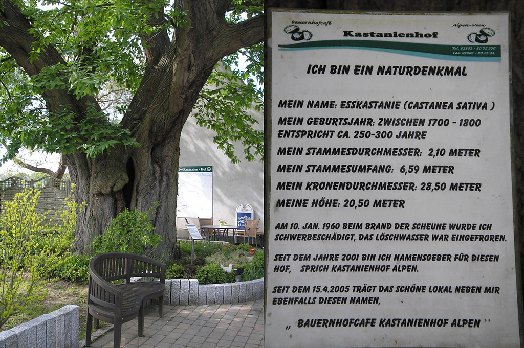 Etwa 250-300 Jahre alte Esskastanie und das erläuternde Hinweisschild an einem Bauernhofcafé "Kastanienhof" in Alpen in der Bönninghardt (2010).