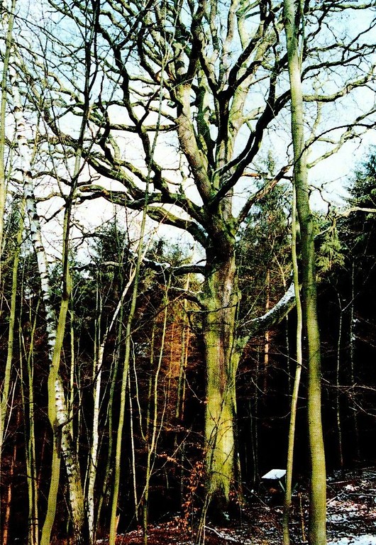 Die ältere der beiden Stieleichen im Weingartsberg bei Hennef-Geistingen. Der nördliche Baum ist etwa 500 Jahre alt (Naturdenkmal 2.3-2, Aufnahme vor 1991)