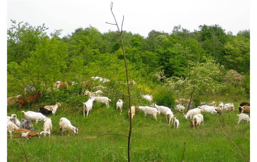 Ziegenbewirtschaftung in der Dellbrücker Heide (2011).