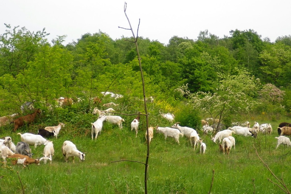 Ziegenbewirtschaftung in der Dellbrücker Heide (2011).