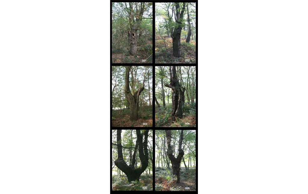Wuchsformen von 6 Kopfeichen am südlichen Waldrand der Leucht bei Issum (2006)