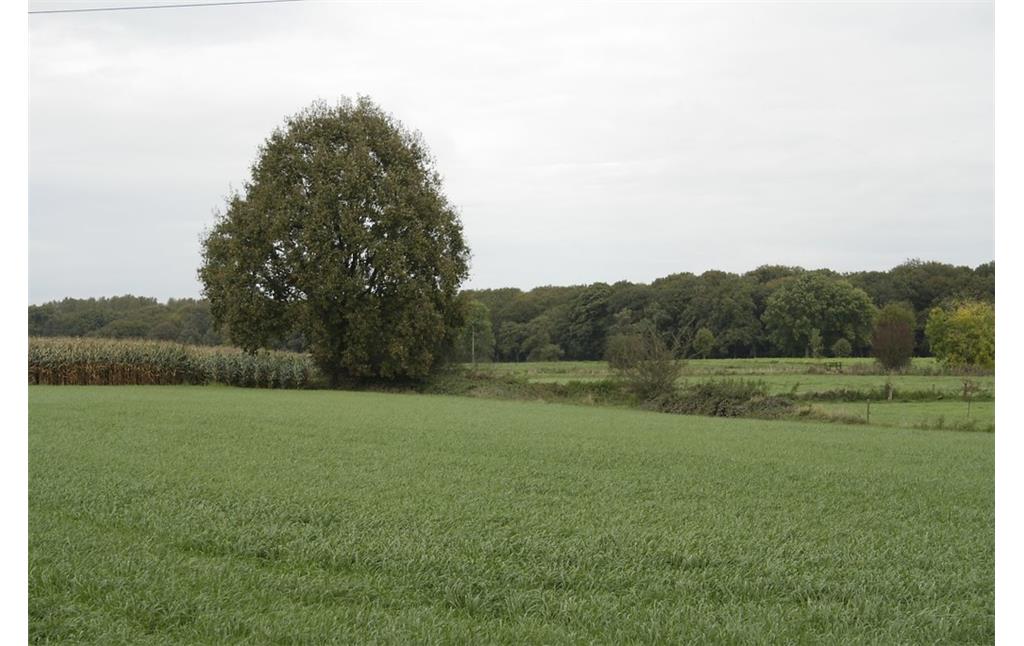 Getreide- und Maisacker im Labbecker Leytal, im Hintergrund der Waldrand bei Tannenspeet (2014).
