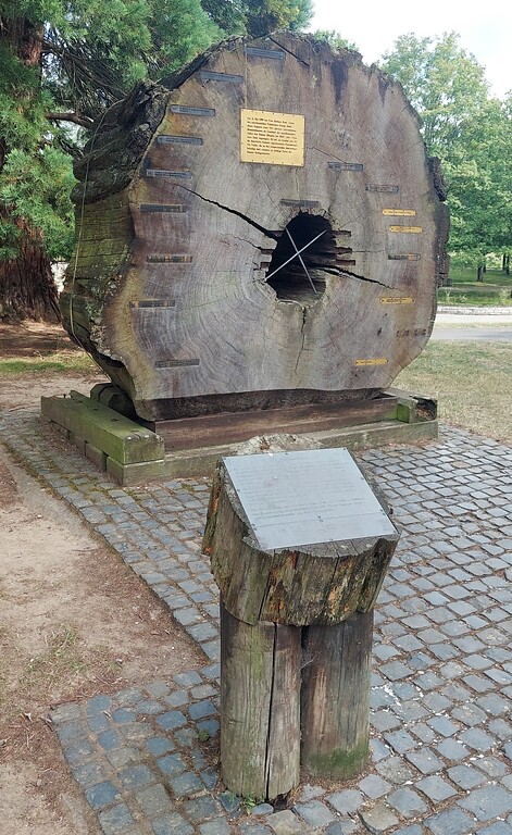 Die Baumscheibe eines 750 Jahre alten kalifornischen Mammutbaumes im Rheinauenpark in Bonn-Gronau (2022). Tafeln an Jahresringen des US-amerikanischen Geschenks zum 2000-jährigen Stadtjubiläum Bonns 1989 erinnern an Daten der Stadtgeschichte.
