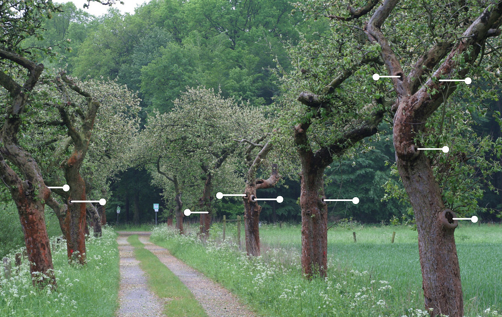 Obstbaumallee zwischen den Waldgebieten der Leucht und dem Niederkamp (2006) mit im Bild markierten Baumhöhlen.