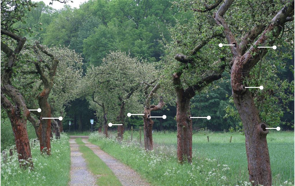 Obstbaumallee zwischen den Waldgebieten der Leucht und dem Niederkamp (2006) mit im Bild markierten Baumhöhlen.