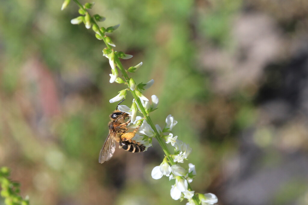 Gewöhnliche Bindensandbiene auf einer Blüte (2022)
