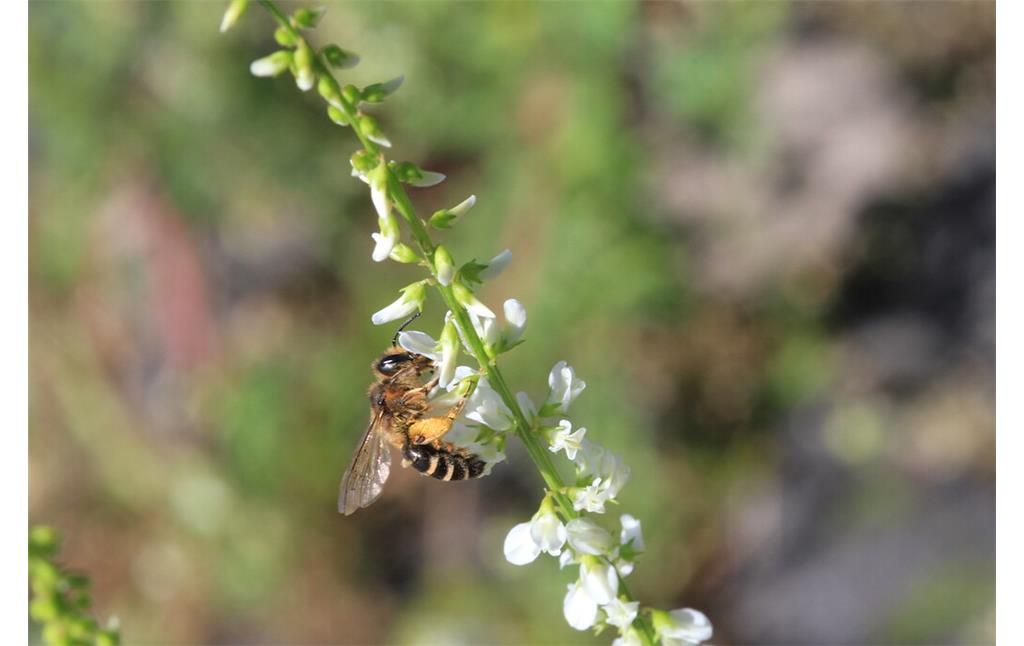 Gewöhnliche Bindensandbiene auf einer Blüte (2022)