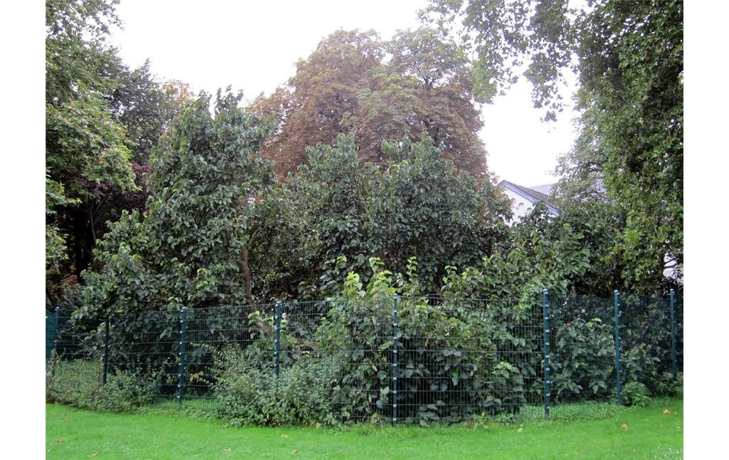 Der "tausendjährige" Maulbeerbaum im Abteipark Brauweiler (2011).