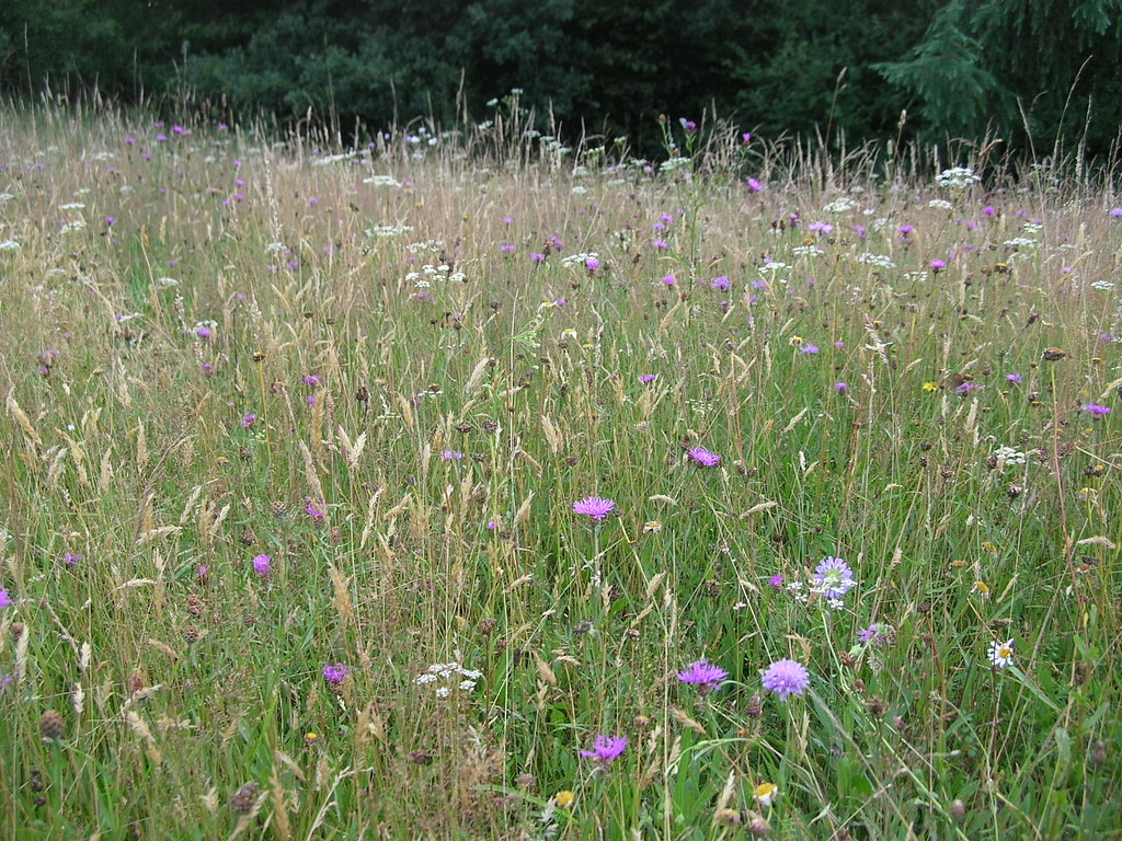 Schöner Blühaspekt einer mageren Glatthaferwiese in der "Dornhecke" bei Wiehl (2014)