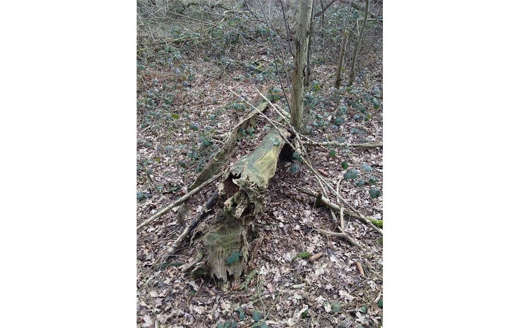 Abgestorbene Kopfeiche (bereits umgestürzte Baumruine) in einem aufgeforsteten Gehölzbestand südlich der historischen Schloßanlage Calbeck neben der Niers (2013)
