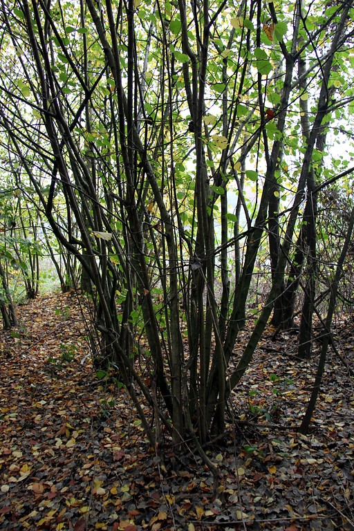Haselgebüsch in einem Waldbestand südlich der Boxteler Bahn in Uedemerbruch (2012).