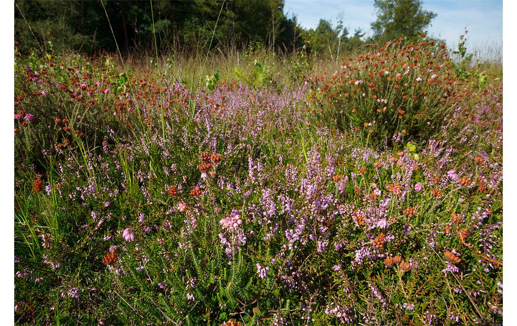 Eine Feuchtheide der Aaper Vennekes in den Drevenacker Dünen (2012), in der typischerweise die purpur blühende Glocken-Heide dominiert. Einge der Blüten sind schon braun verfärbt, ein Zeichen für verblühte Heide.