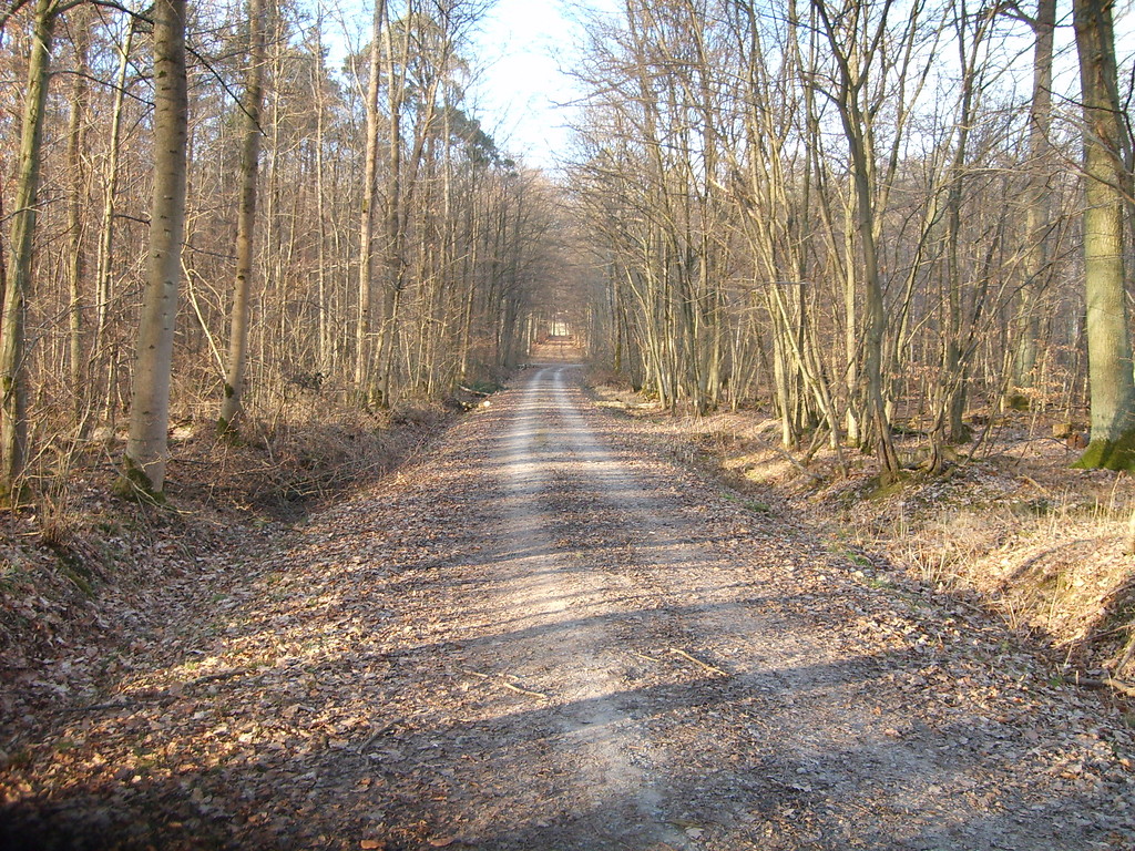 Waldweg bei Maulbronn (2012)
