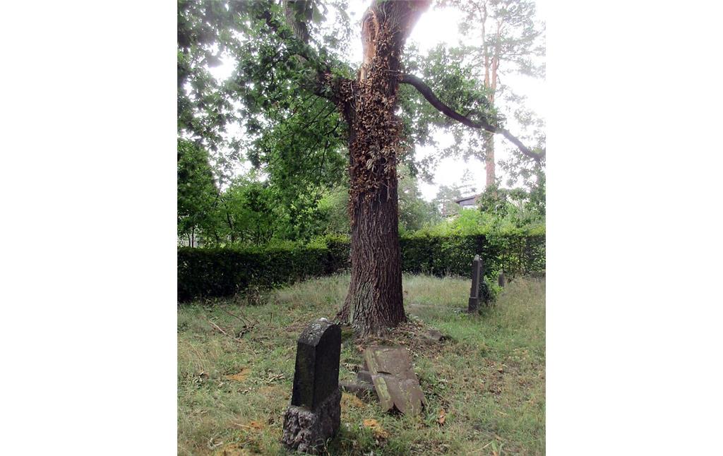 Jüdischer Friedhof Kommern, einer der Grabsteine im östlichen Gräberfeld wurde durch einen durch Wind abgebrochenen massiven Ast beschädigt (2020).