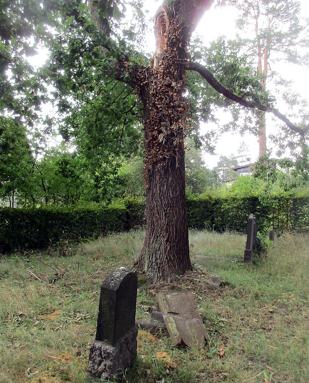 Jüdischer Friedhof Kommern, einer der Grabsteine im östlichen Gräberfeld wurde durch einen durch Wind abgebrochenen massiven Ast beschädigt (2020).